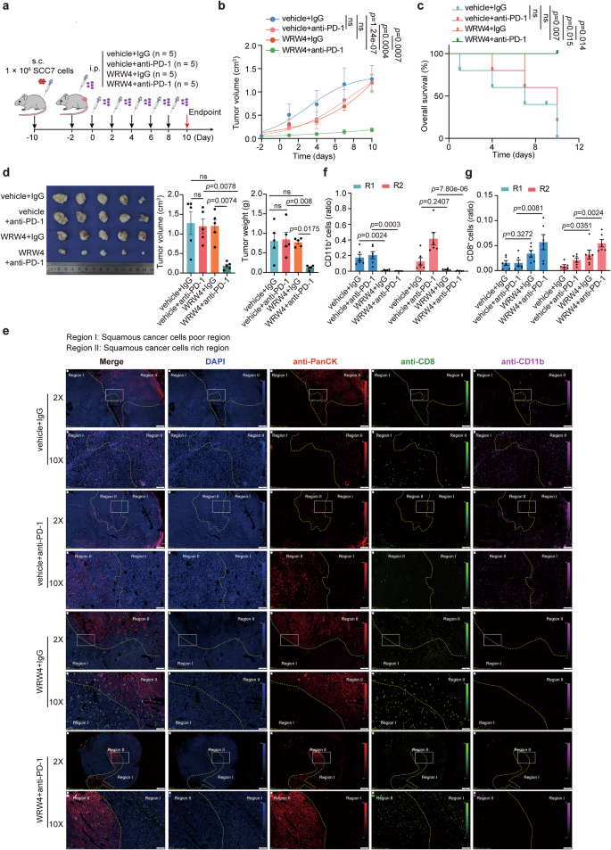 Fig. 8: Inhibition of FPR2 enhances the anti-tumor effect of ICB treatment.