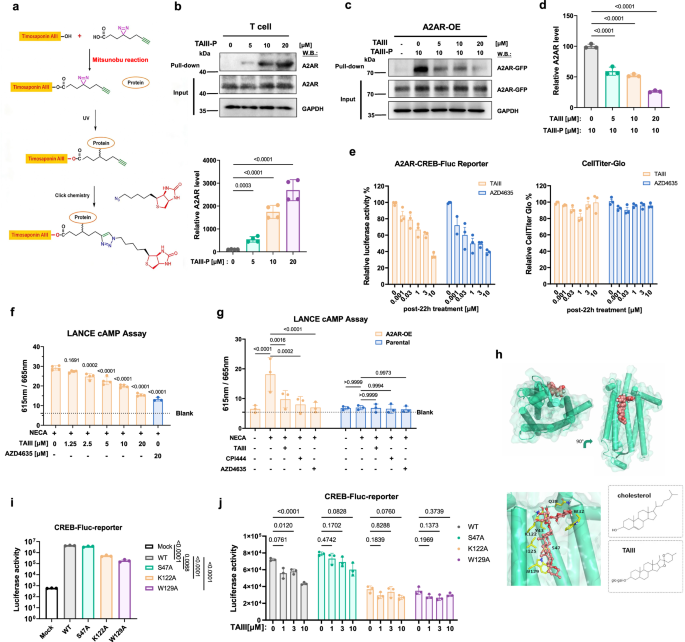Fig. 3: TAIII acts as a previously unrecognized allosteric inhibitor of A2AR.
