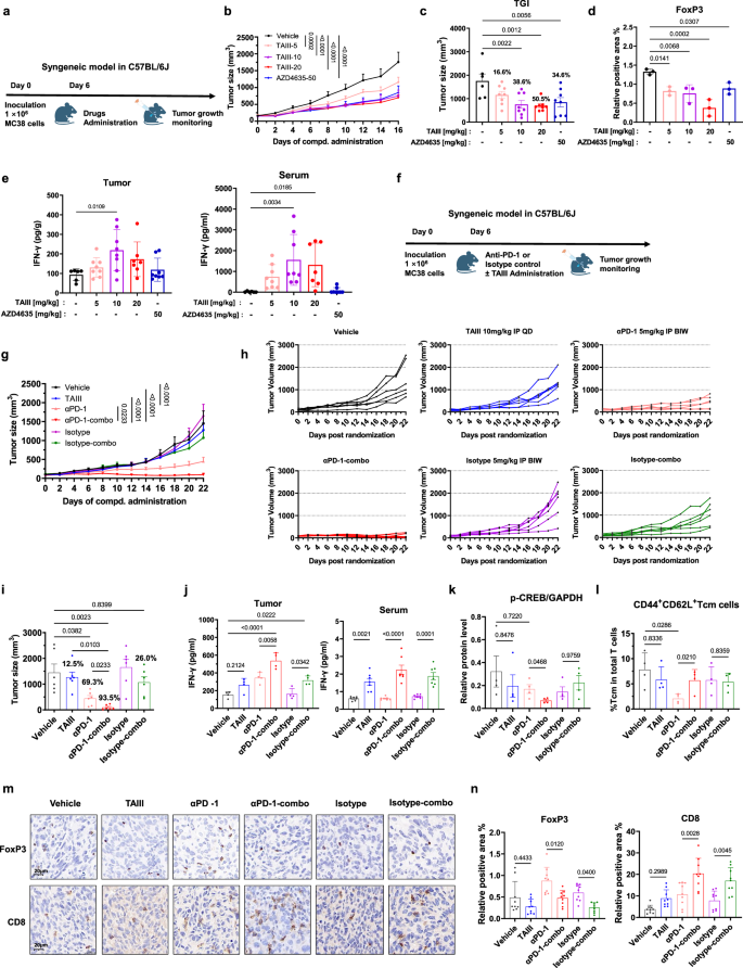 Fig. 6: TAIII suppresses tumor growth in vivo through blocking A2AR-FoxP3+Treg mediated immunosuppression.