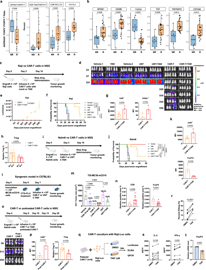 Fig. 7: TAIII prevents relapse after CAR-T therapy in various preclinical models by targeting A2AR-Treg signaling.