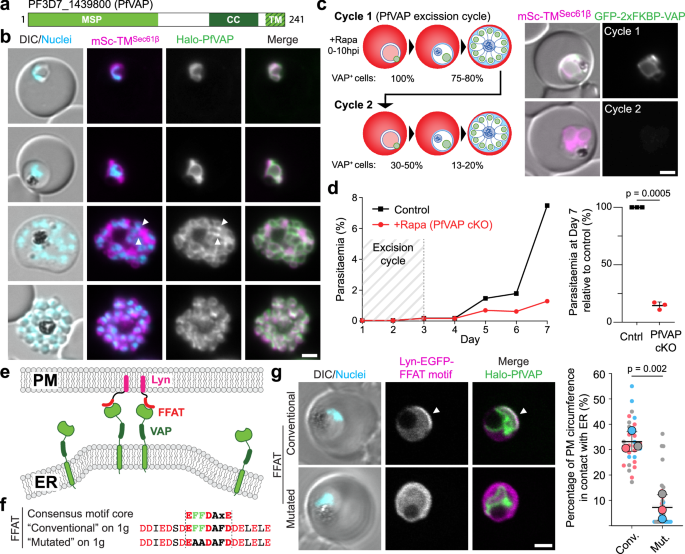 Fig. 1: PfVAP is an essential ER protein and binds FFAT motifs.