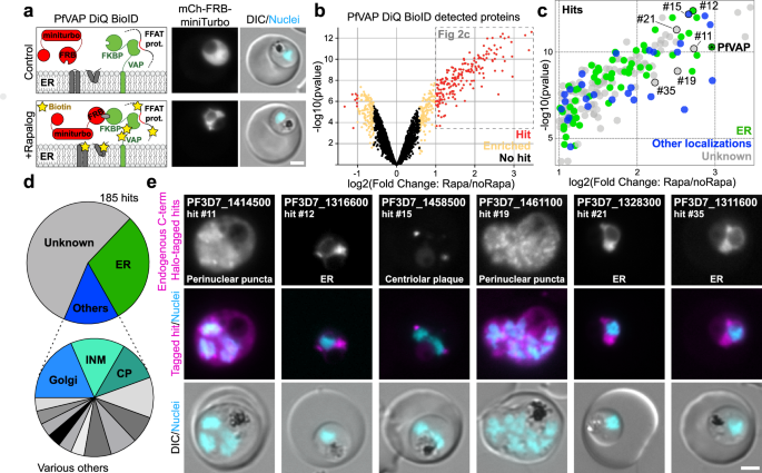 Fig. 2: PfVAP DiQ-BioID defines an ER-surface proteome.