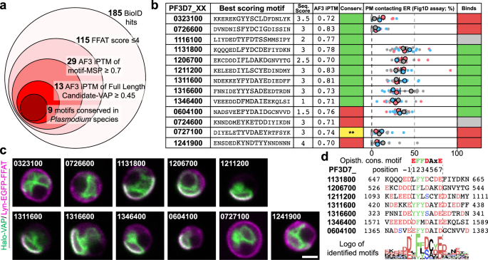 Fig. 3: PfVAP DiQ-BioID identifies FFAT-motif containing proteins.