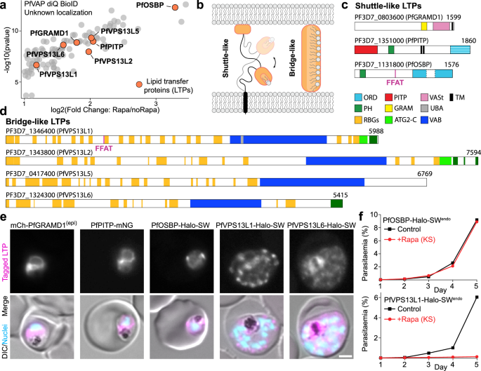 Fig. 4: Lipid transfer proteins (LTPs) in proximity to PfVAP.