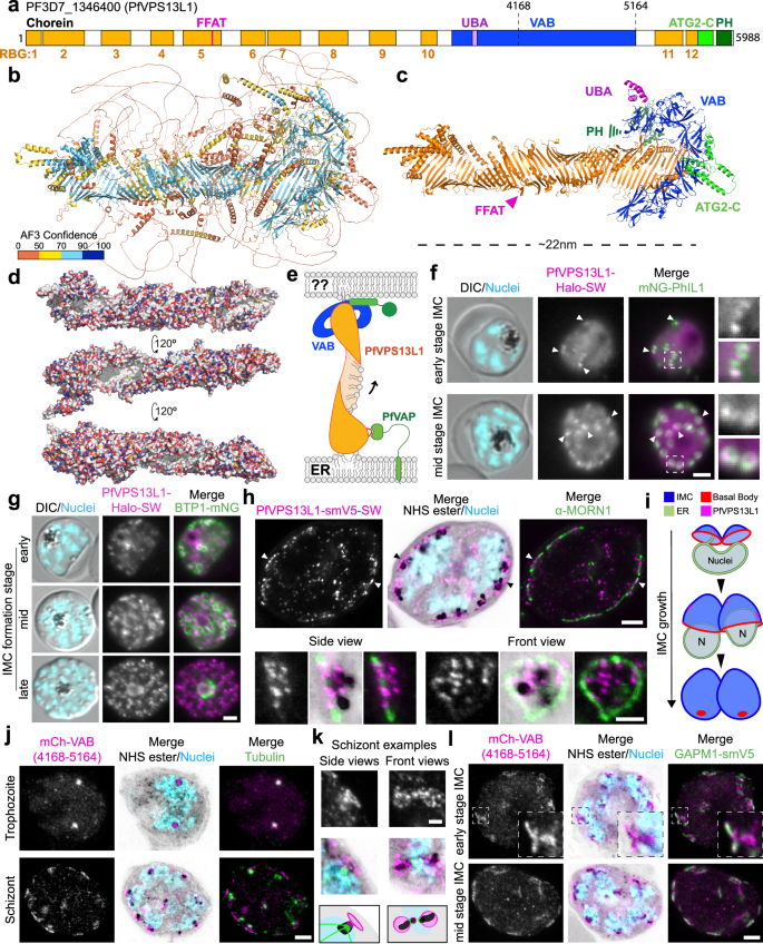 Fig. 5: PfVPS13L1 bridges the ER to the nascent IMC.