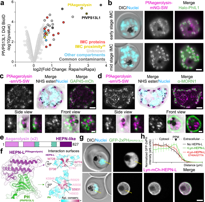 Fig. 6: C-terminal PH domain of PfVPS13L1 interacts with PfAegerolysin at the IMC.