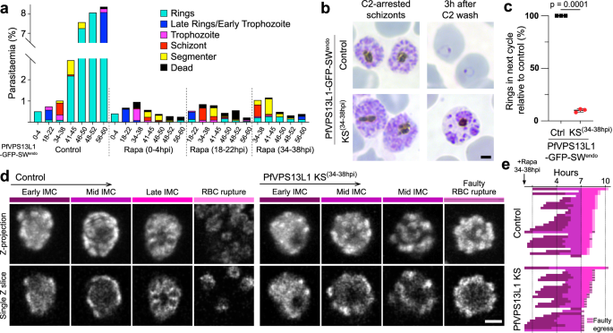 Fig. 7: PfVPS13L1 is essential during IMC formation.