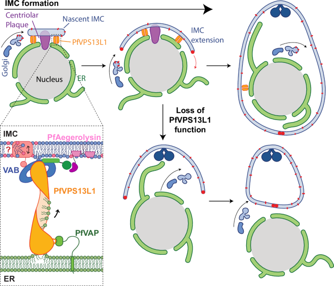 Fig. 9: Lipid transfer by PfVPS13L1 at ER-IMC membrane contact sites promotes IMC biogenesis.
