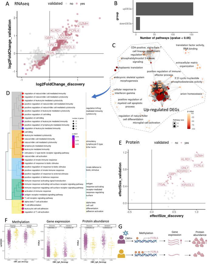 Fig. 3: CMV-associated signatures at the gene expression and plasma protein abundance.