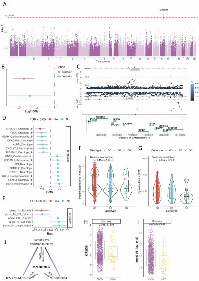 Fig. 4: Genome-wide association study on CMV seropositivity in PLHIV.