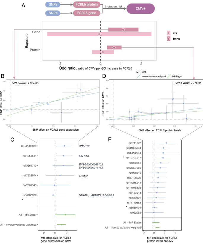 Fig. 5: Mendelian Randomization (MR) analyses evaluating the causal relationship between FCRL6 and CMV seropositivity in people living with HIV.