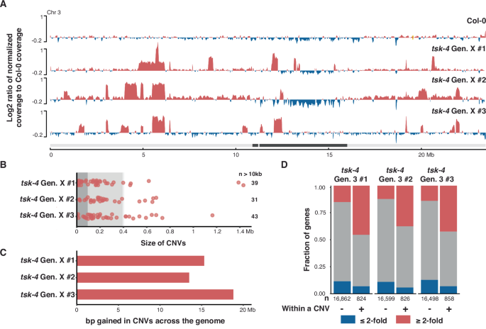 Fig. 1: Numerous CNVs are observed in tsk-4 mutants.