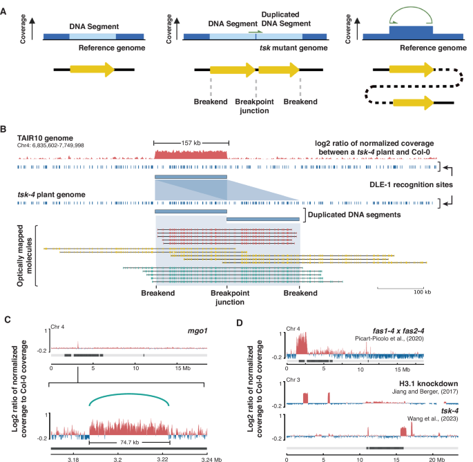 Fig. 2: CNVs in tsk-4 mutants are tandem duplications.