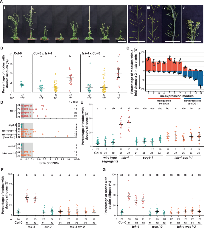 Fig. 5: Developmental phenotypes in tsk-4 plants are a consequence of the DDR.