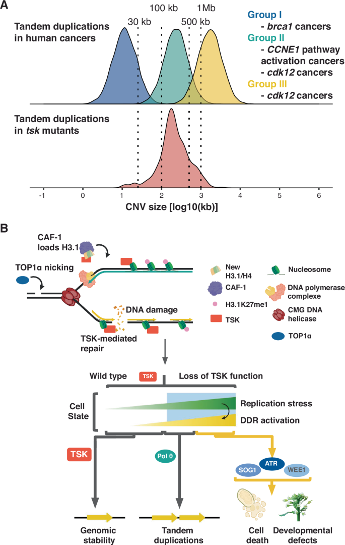 Fig. 6: CAF-1–H3.1–TSK pathway impairment generates Group II–like tandem duplications.