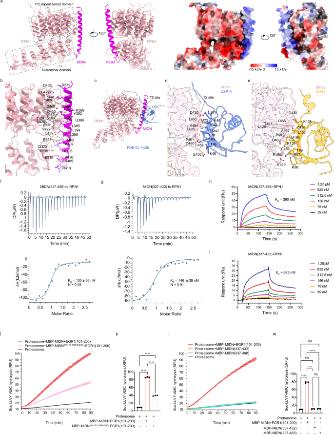 Fig. 2: αHelix-C of midnolin binds to RPN1 dynamically.