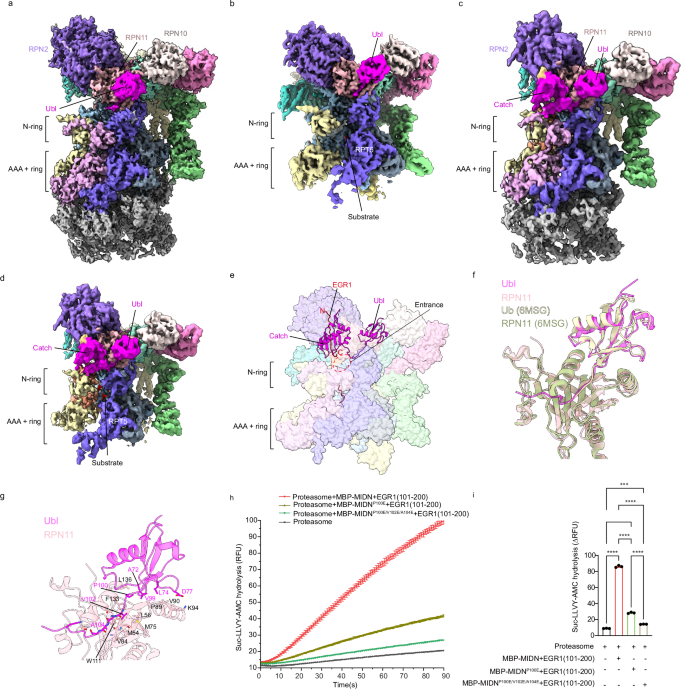 Fig. 3: The Ubl and Catch domains guide substrate to the pore entrance.