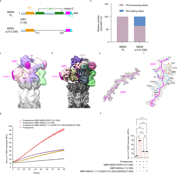 Fig. 4: Midnolin without the Catch domain is less efficiently engaged by the proteasome.