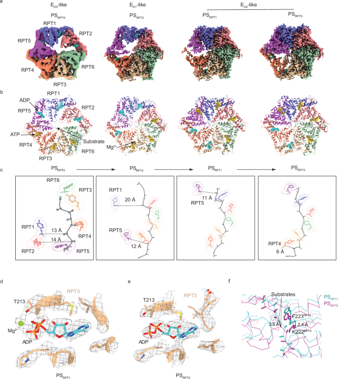 Fig. 5: Four distinct substrate-processing states of the midnolin-26S proteasome complex.
