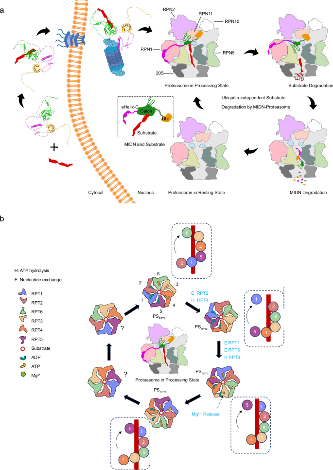 Fig. 6: Structural dynamics of the midnolin–proteasome mediated substrate turnover.