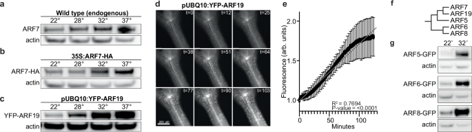 Fig. 1: Class-A ARFs exhibit thermoresponsive protein accumulation.