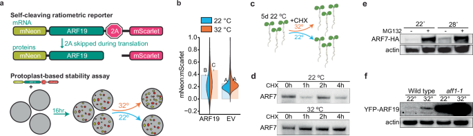Fig. 2: ARF7 and ARF19 protein stability is regulated by temperature.