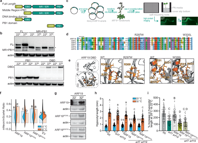 Fig. 3: Thermostability is encoded in the ARF DBD and MR.
