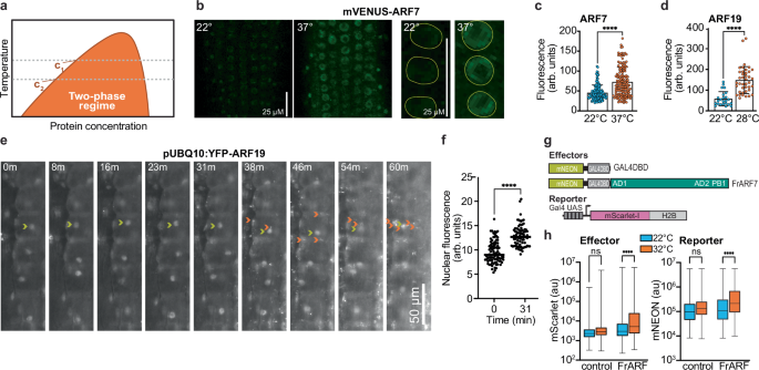Fig. 4: Thermosensitive ARF accumulation alters ARF nuclear accumulation.