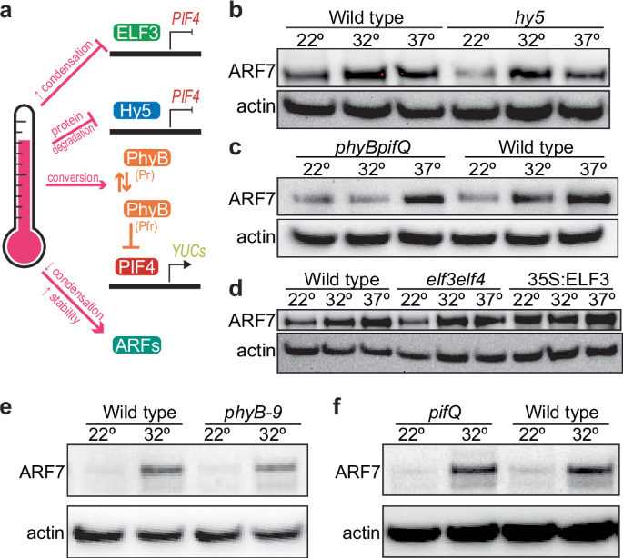 Fig. 5: Thermosensitive ARF accumulation is not fully dependent on known temperature sensing pathways.