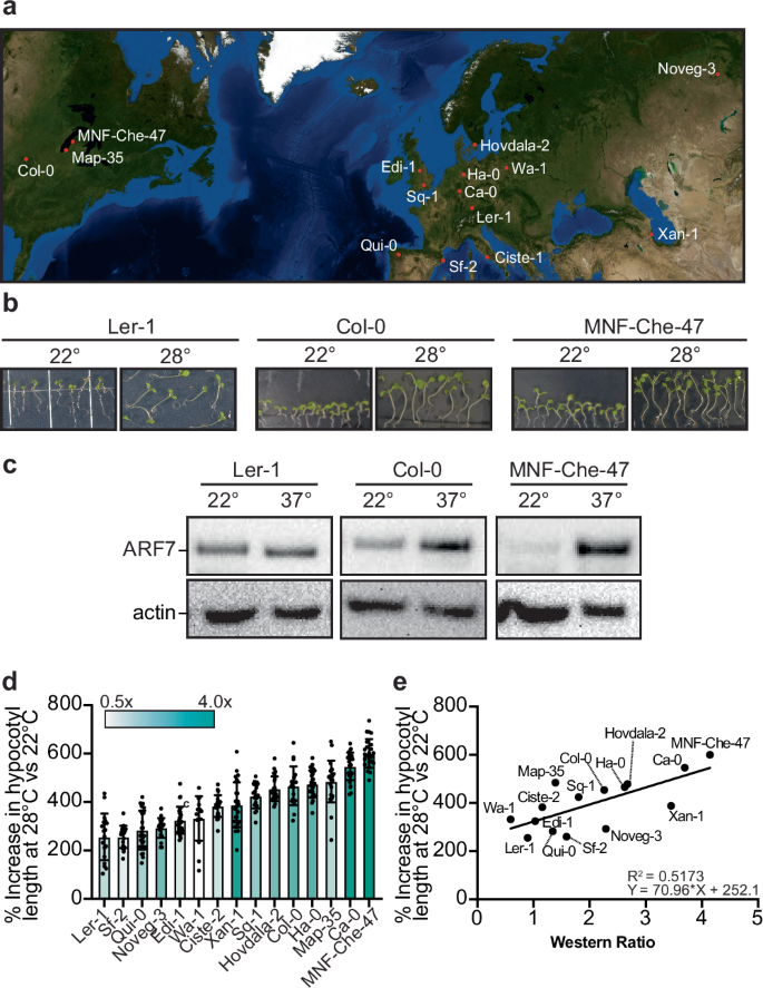 Fig. 6: Natural variation in temperature-responsive hypocotyl elongation and ARF protein accumulation.
