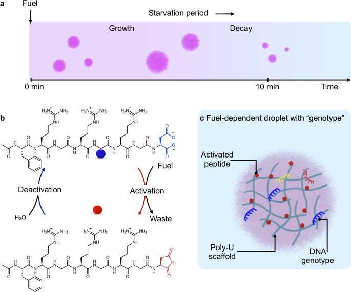 Fig. 1: Fuel-dependent synthetic cells.
