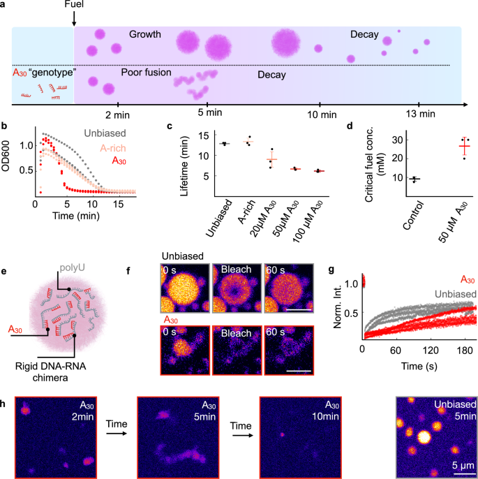 Fig. 4: Droplet’s longevity decreases with a hybridizing genotype.