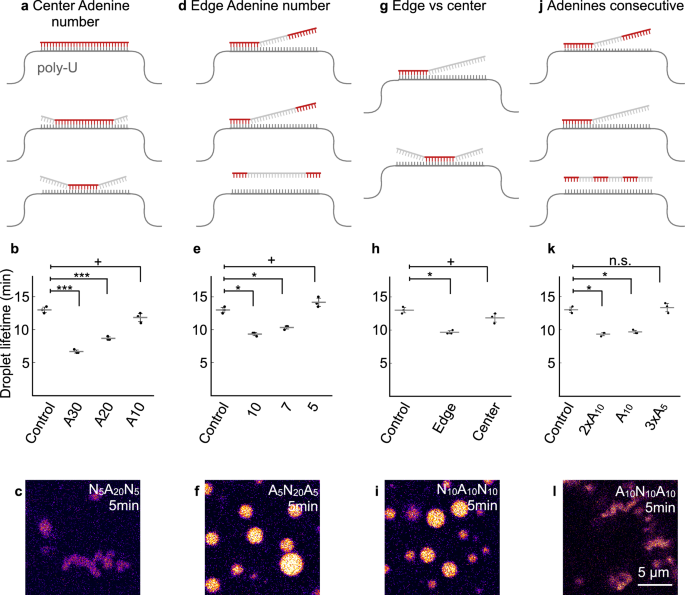 Fig. 5: Molecular design rules for genotype-phenotype relations for adenine.