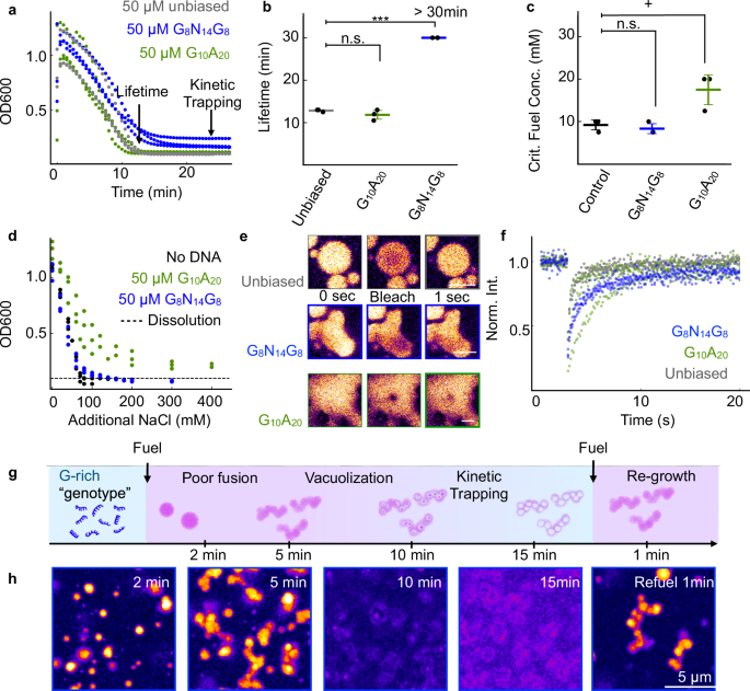 Fig. 6: Kinetic trapping of coacervate droplets is facilitated by guanine stretches within DNA sequences.