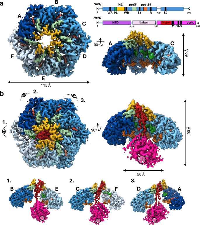Fig. 1: Structural analysis of PdNorQWB and PdNorQWBDVWA.