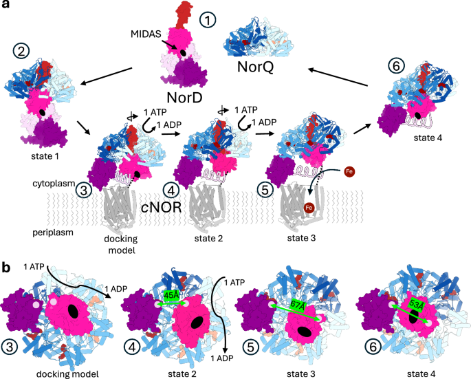 Fig. 5: Model of NorQD action.
