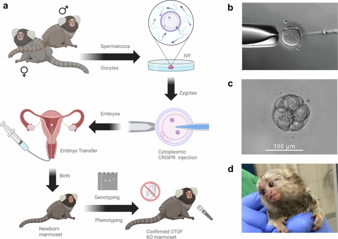 Fig. 1: Overview of the generation and characterization of OTOF-knockout (KO) marmosets.