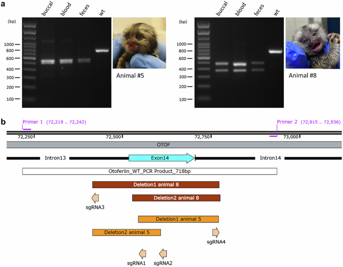 Fig. 2: Genotyping overview of animals 5 and 8.