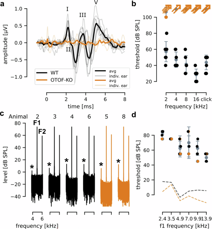 Fig. 4: Assessing hearing of OTOF-KO marmosets with ABR and DPOAE recordings.