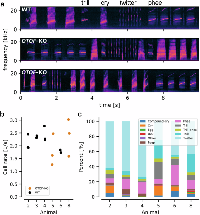 Fig. 5: Analysis of early postnatal vocalization behavior in WT and OTOF-KO animals.