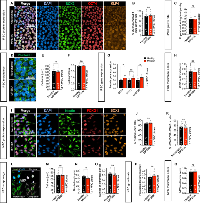 Fig. 2: Phenotypic quality control of iPSCs, NPCs and neural differentiation.