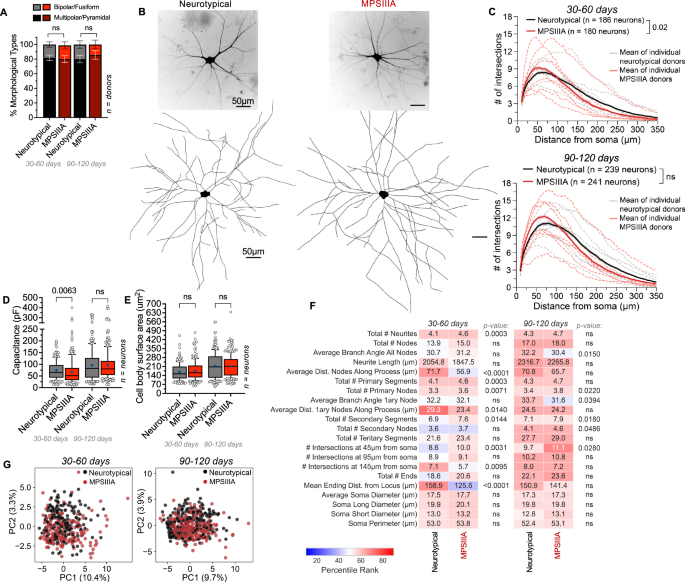 Fig. 3: Cortical differentiation and long-term maturation of MPS IIIA iPSCs produces neurons with complex dendritic morphologies similar to neurotypical donors.