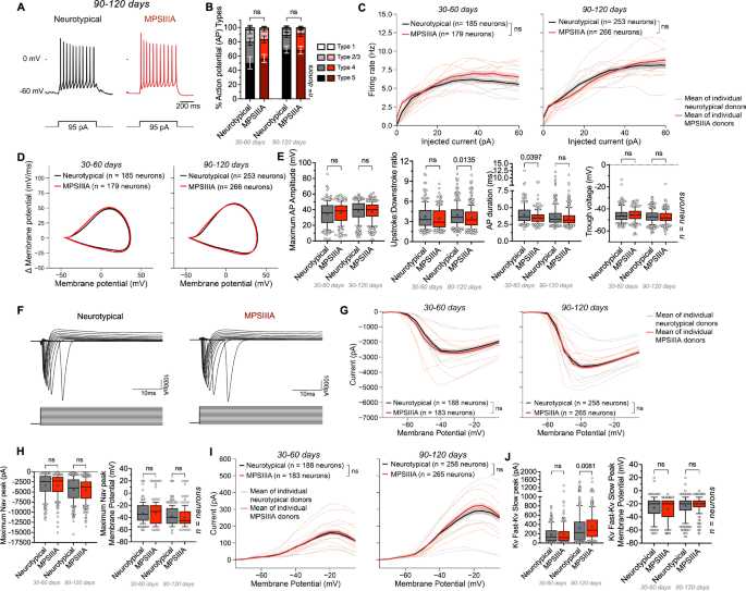 Fig. 4: MPS IIIA iPSC-derived neurons develop neurotypical action potential firing and kinetics over long-term maturation.