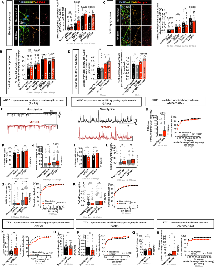 Fig. 5: Long-term maturation of MPS IIIA-derived neurons reveals an imbalance between synaptic excitation and inhibition.