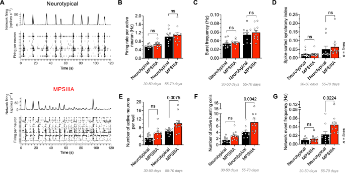 Fig. 6: MPS IIIA patient-derived cultures reveal hyperactive neuronal networks.