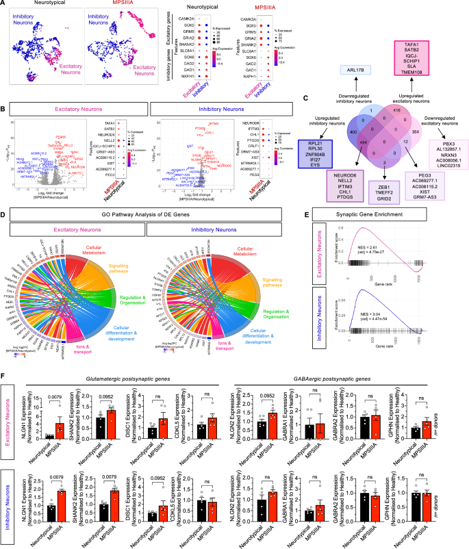 Fig. 7: Genes associated with synapse regulation and excitation/inhibition imbalance are dysregulated in MPS IIIA excitatory and inhibitory neurons.