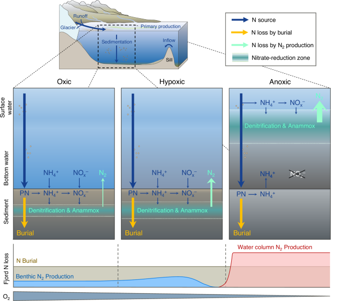 Fig. 5: Conceptual model illustrating the transition of fjord nitrogen loss rates as a response to deoxygenation.