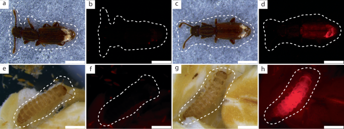 Fig. 1: Sodalis establishes in injected beetles and and is transmitted to their offspring.