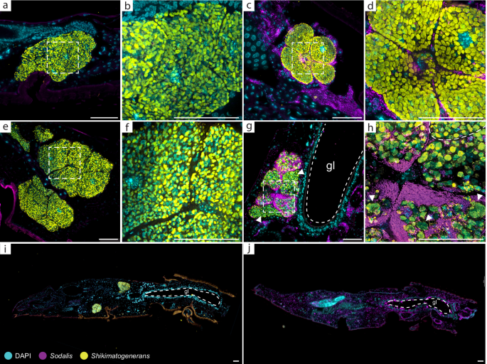 Fig. 3: Sodalis invades the host bacteriomes where it causes aberrant Shikimatogenerans morphology, and, ultimately, loss of the native symbiont.