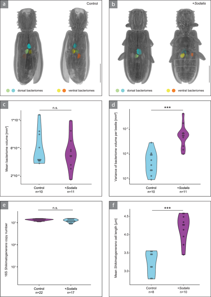 Fig. 4: The presence of Sodalis affects bacteriome architecture and Shikimatogenerans cell size, but not Shikimatogenerans titer.